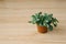 Houseplant fittonia dark green with white streaks in a brown pot on a beige background with boards.