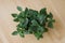 Houseplant fittonia dark green with white streaks in a brown pot on a beige background with boards