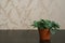 Houseplant fittonia dark green with white streaks in brown pot on brown surface and on the patterned background