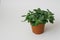 Houseplant fittonia dark green with white streaks in a brown pot on a white background