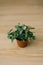 Houseplant fittonia dark green with white streaks in a brown pot on a white background