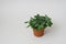 Houseplant fittonia dark green with white streaks in a brown pot on a white background.