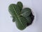 houseplant fittonia dark green with white streaks in a white pot on a white background with boards. Top view