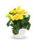 Houseplant - flowering Begonia a potted plant over whit