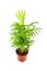 Houseplant in flowerpot isolated on white background. Indoor plant with green leaves. Chamaedorea, Parlor palm