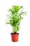 Houseplant in flowerpot isolated on white background. Indoor plant with green leaves. Chamaedorea, Parlor palm