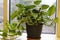 Houseplant of Golden pothos or Devil\\\'s Ivy Plant