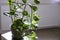 Houseplant of Golden pothos or Devil\\\'s Ivy Plant