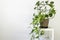 Houseplant of Golden pothos or Devil\\\'s ivy plant or Sirih Gading (Epipremnum aurum) in plastic flowerpot