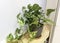 Houseplant of Golden Pothos or Devil\\\'s Ivy Plant or Sirih Gading in Gray Plastic Flowerpot