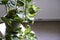 Houseplant of Golden pothos or Devil\\\'s ivy plant or Sirih Gading in plastic flowerpot
