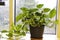 Houseplant of Golden pothos or Devil\\\'s ivy plant or Sirih Gading in plastic flowerpot