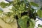 Houseplant of Golden pothos or Devil\\\'s ivy plant or Sirih Gading in plastic flowerpot