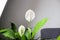 houseplant in green leaves. Spathiphyllum, woman's happiness or Peace lily flower and leaf, white flower with green