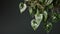 Houseplant with hanging green variegated heart-shape leaves - Ai Generated