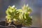 Houseplant Kalanchoe in a pot on the windowsill