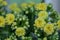 Houseplant Kalanchoe in a pot. Yellow Kalanchoe. The view from the top