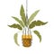 Houseplant on macrame hangers icon