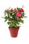 Houseplant mini rose with red flowers in a brown pot isolated on white background.