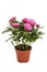 Houseplant mini rose with small pink flowers in a brown pot isolated on white background.