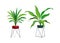 Houseplant modern stands. Tropical ficus or palm in pot, botanical decorative collection, flowerpot on metal rask, home