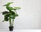 houseplant monstera in white pot and copy space over white background