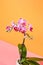 Houseplant orchid, Phalaenopsis sp., violet and lilac decorative flowers in studio on orange colorful free space surface