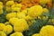 Houseplant ornamental garden, orange marigold flower backyard crop