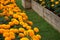 Houseplant ornamental garden, orange marigold flower backyard crop