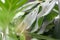 Houseplant palm. green leafs of monstera indoors.