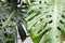 Houseplant palm. green leafs of monstera indoors. Tropical plants