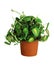 Houseplant - Peperomia caperata a potted plant isolated over white