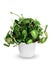 Houseplant - Peperomia caperata a potted plant isolated over white