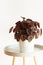 Houseplant peperomia caperata in white flowerpot