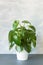 Houseplant peperomia in white flowerpot