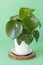 Houseplant peperomia in white pot