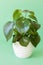 Houseplant peperomia in white pot