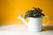 Houseplant pilea in a white watering can on the table on a yellow background. Comfort in the house, flower care, green house. Copy