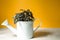 Houseplant pilea in a white watering can on the table on a yellow background. Comfort in the house, flower care, green house. Copy