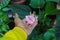 Houseplant: Pink anthurium plants on hand in the backyard