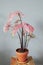 Houseplant with pink leaves Caladium `Spring Fling` on a side table