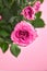 Houseplant, pink roses, indoor flowers on pink background, closeup