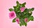 Houseplant, pink roses, indoor flowers on pink background, top view