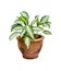 Houseplant in pot