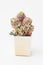 Houseplant in pot. Echeveria Peach Pride flower rosette on white background