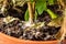 A houseplant in a pot from waterlogging has become moldy, selective focus