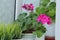 Houseplant in a pot on the window. Flowering indoor plants