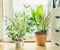 Houseplant Pots Arrangement at window in living room. Urban Living and styling