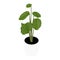 Houseplant potted plant Calathea Orbifolia