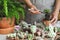Houseplant repotting DIY gardening activity for adults. Succulent